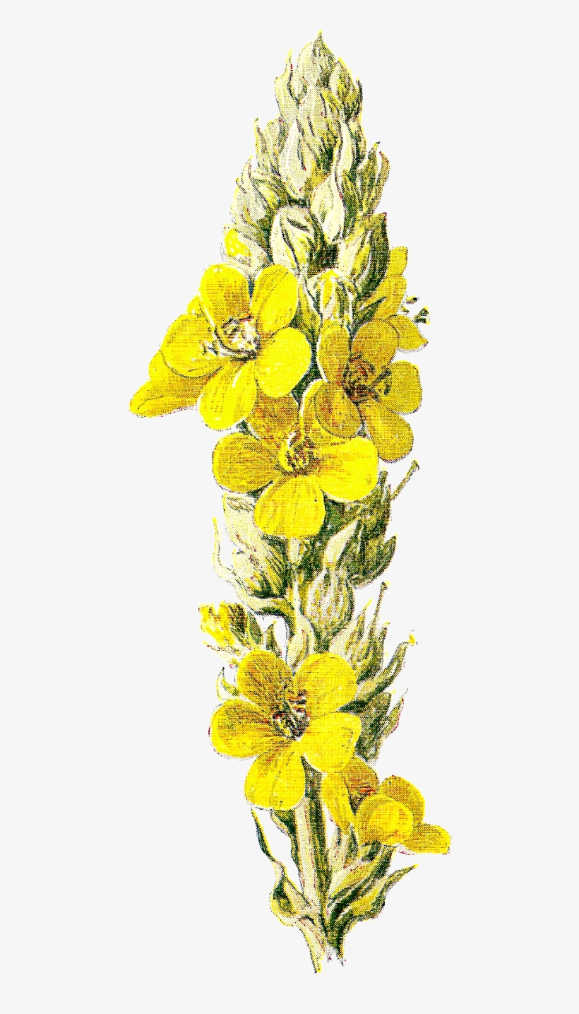 Yellow Flower Clipart Wild Flower - Clipart Wildflowers Yellow Png, transparent png download
