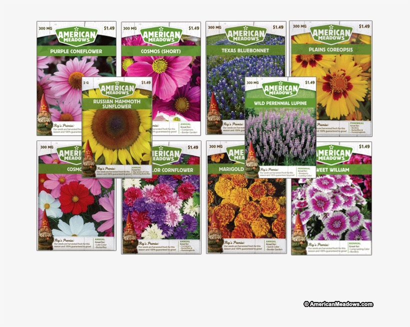 Welcome To Wildflowers Collection - African Daisy, transparent png download