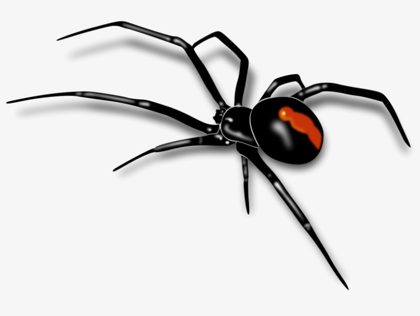 Best Spider Clipart - Transparent Background Spider Png, transparent png download