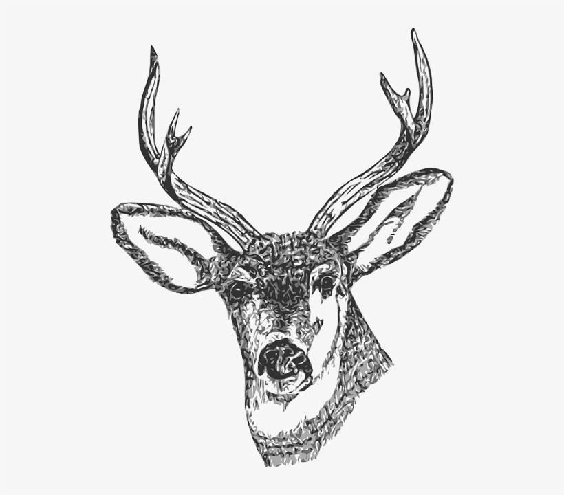 17 Best Images About Kota Rusa - Deer Head Png, transparent png download