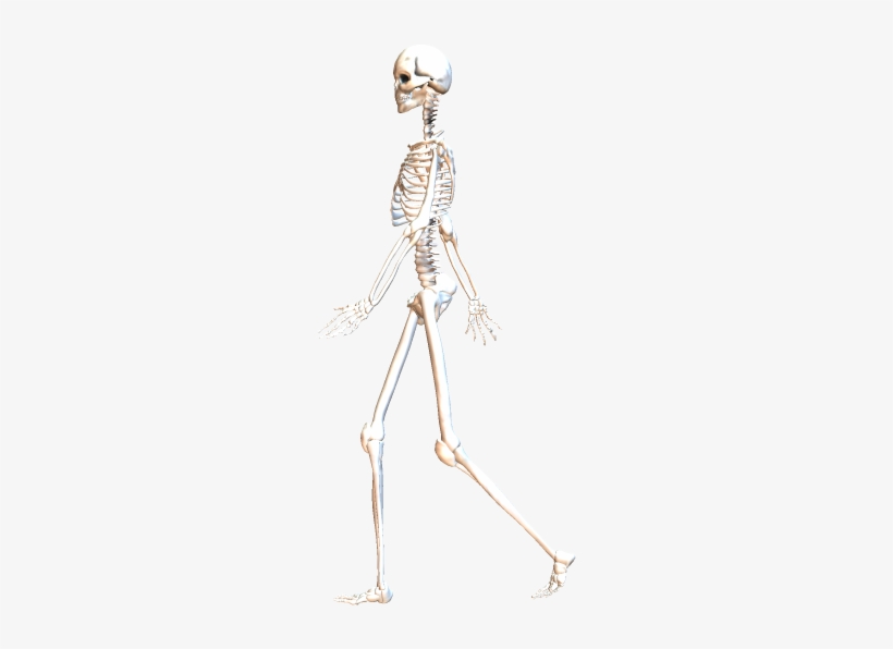 Skeleton Walking 5 Skeleton Png Image Transparent Png Free Download On Seekpng