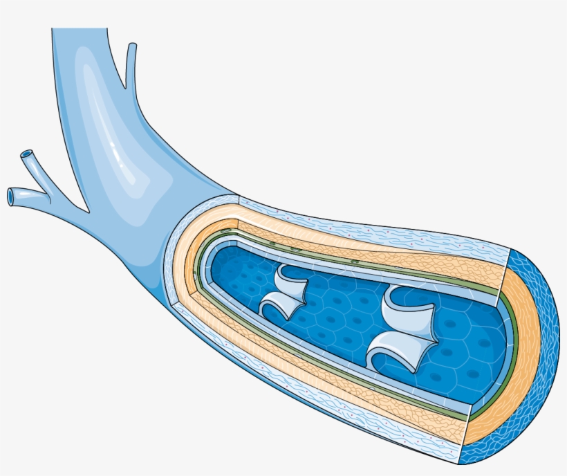 Download The Image - Software Repository, transparent png download