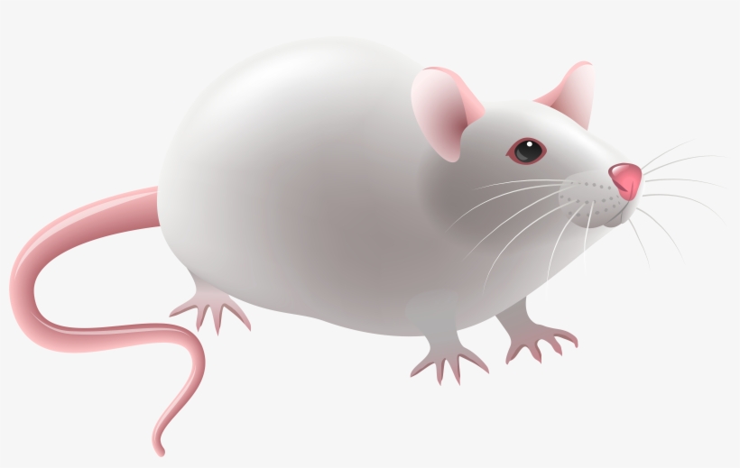 Mouse Png Clip Art - Clip Art Mouse Png, transparent png download