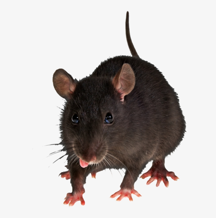 Mouse Animal Png - Rats With Transparent Background, transparent png download