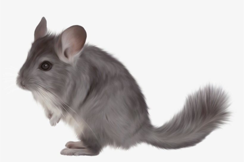 Chinchilla Png, transparent png download