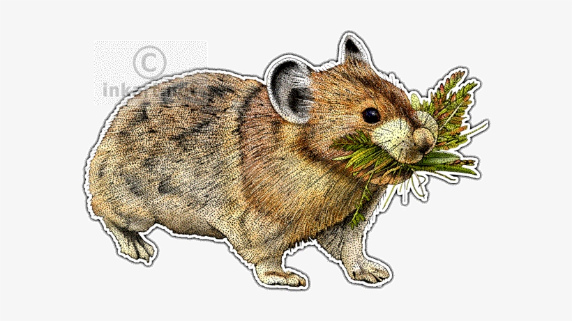 American Pika Decal - American Pika Stainless Steel Travel Mug, transparent png download