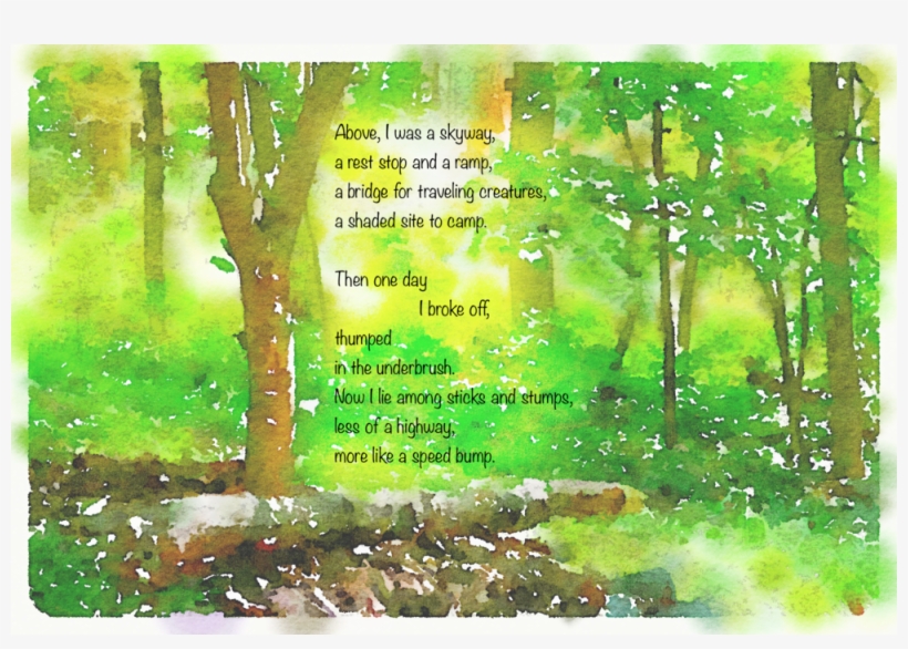 Tree Limb - Birch, transparent png download