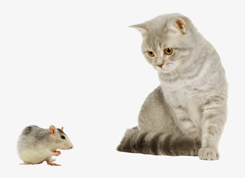 Cat And Mouse Transparent Background - Transparent Background Cat Png, transparent png download