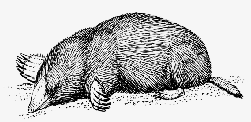 Moles European Mole Drawing Mouse Download Free Commercial - Mole Drawing, transparent png download