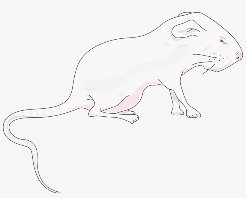 Animals - Rat, transparent png download