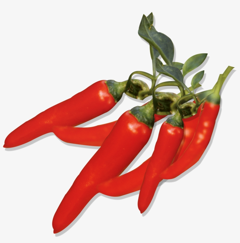 Graphic Free Capsicum Annuum Pepper Fruit - Chilli Png, transparent png download