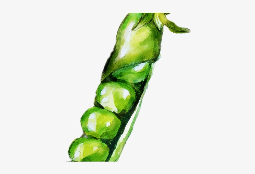 Peas Watercolor, transparent png download