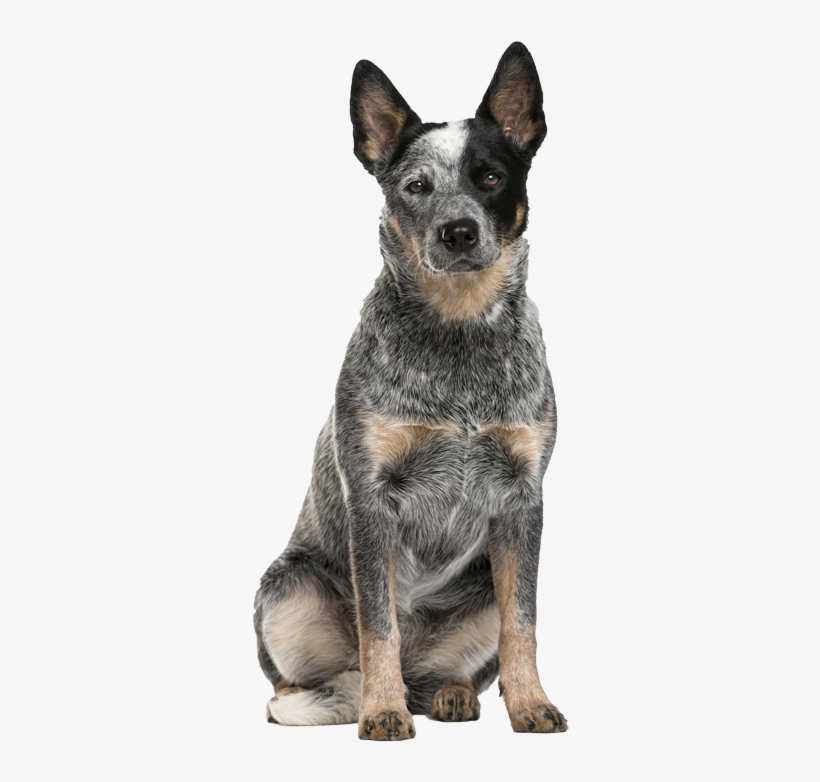 Australian Cattle Dog Pricing, transparent png download