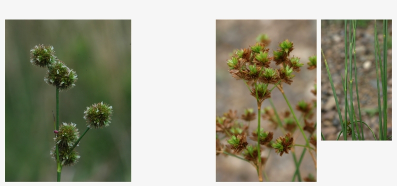 Back To Galleryitem 22 Of 68« Previous, transparent png download