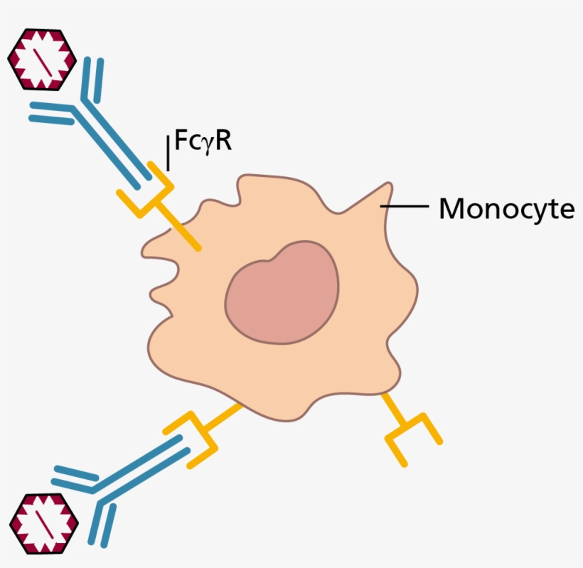 06 Pm 821 Clinical Manifestation, transparent png download