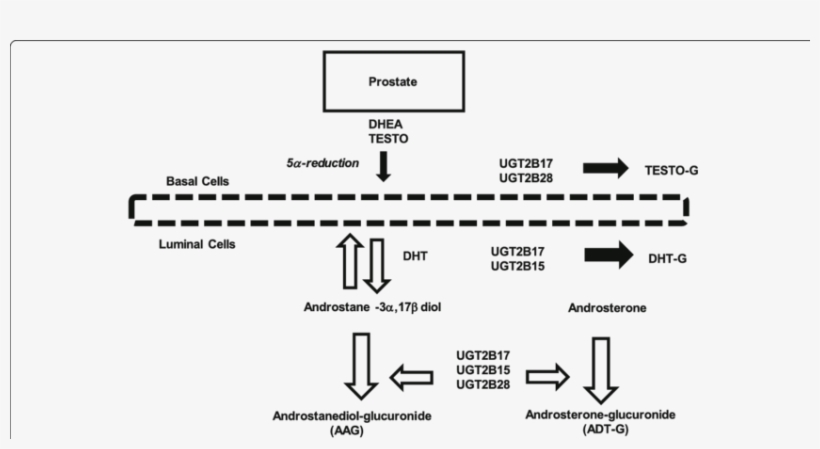 Thick Black Arrows Indicate Irreversible Production, transparent png download