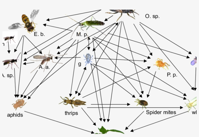 A Food Web Of Pest Species And Their Most Commonly, transparent png download