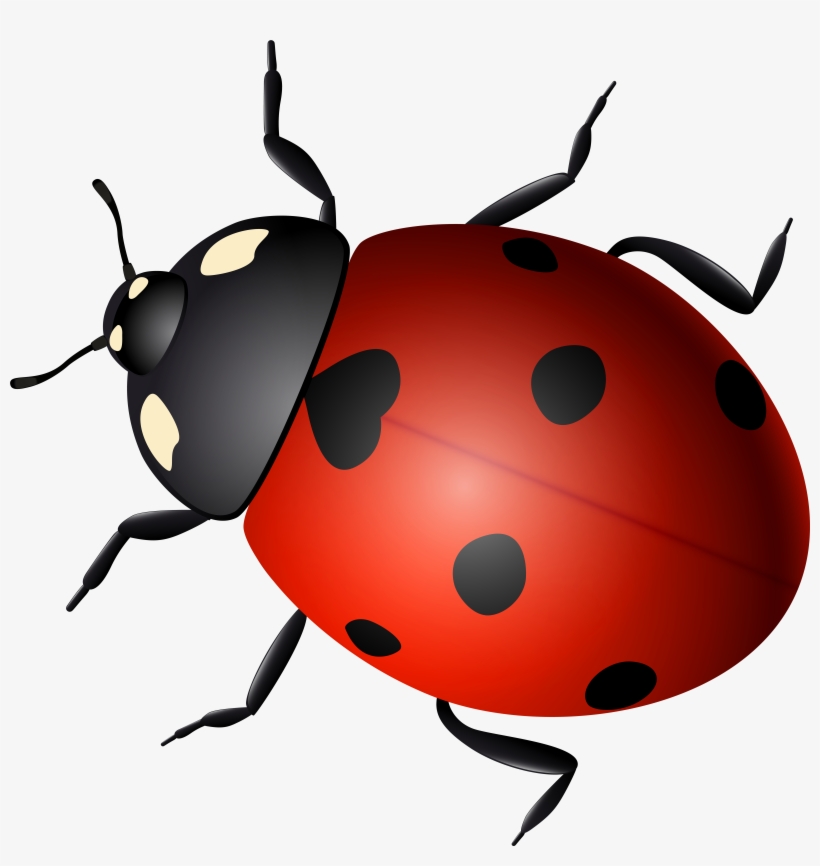 Ladybird Beetle Clip Art Transprent Png Free, transparent png download
