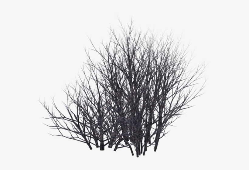 Winter Bush 08 By Wolverine04, transparent png download