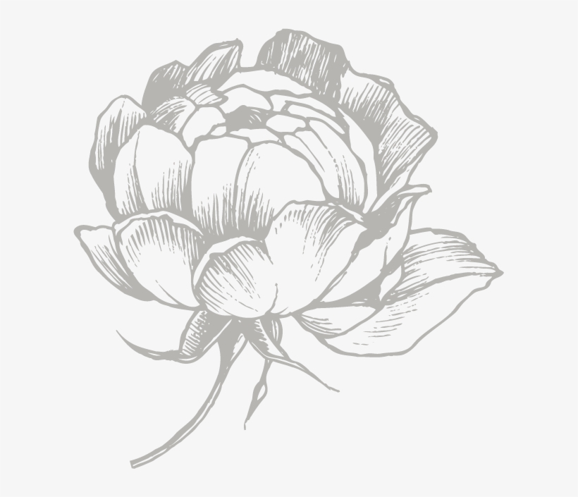Rose Illustration Png, transparent png download