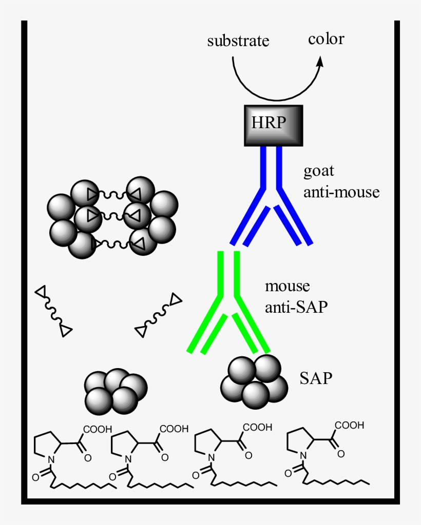 Bivalent Inhibitor Mediates Face To Face Dimerization, transparent png download
