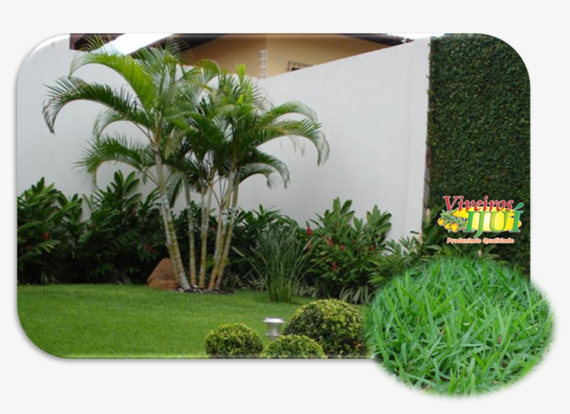 A Grama Esmeralda Possui Folhas Estreitas E Médias,, transparent png download