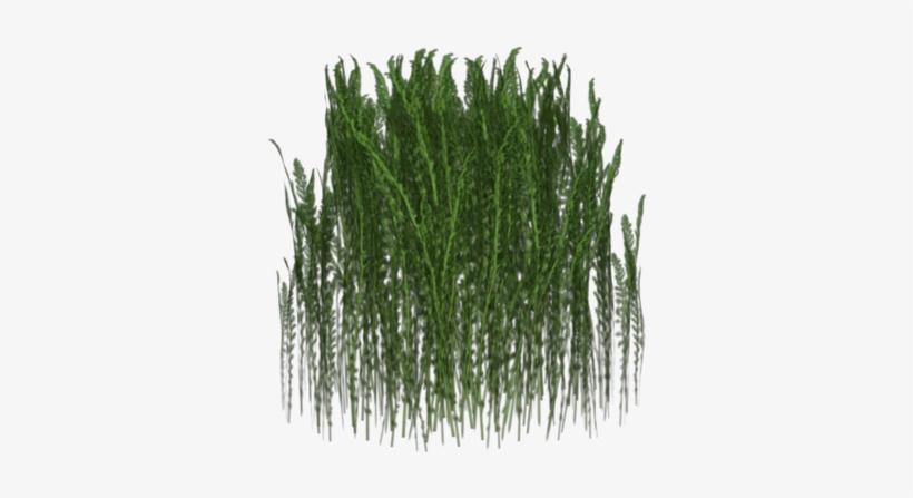Зеленая Трава, Зеленое Растение, Green Grass, transparent png download