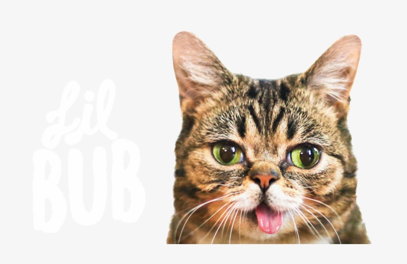 Tickets For Lil Bub Meet And Greet & Catcon Package, transparent png download