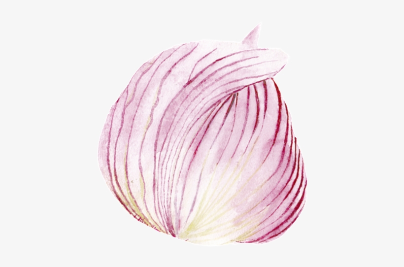 Transparente La Cebolla Morada Png Ornamental, transparent png download