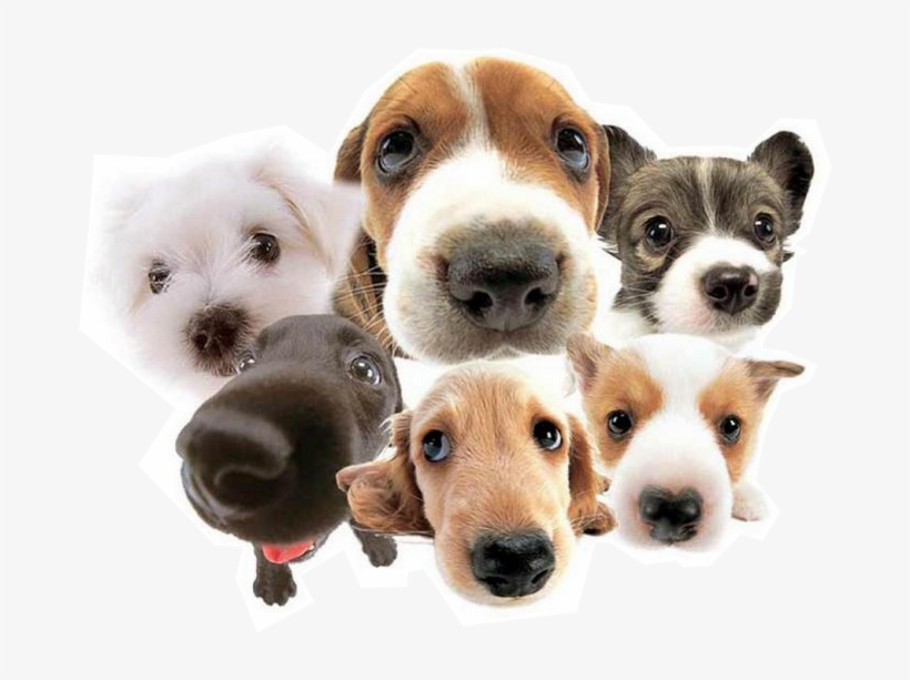 Perritos Png, transparent png download