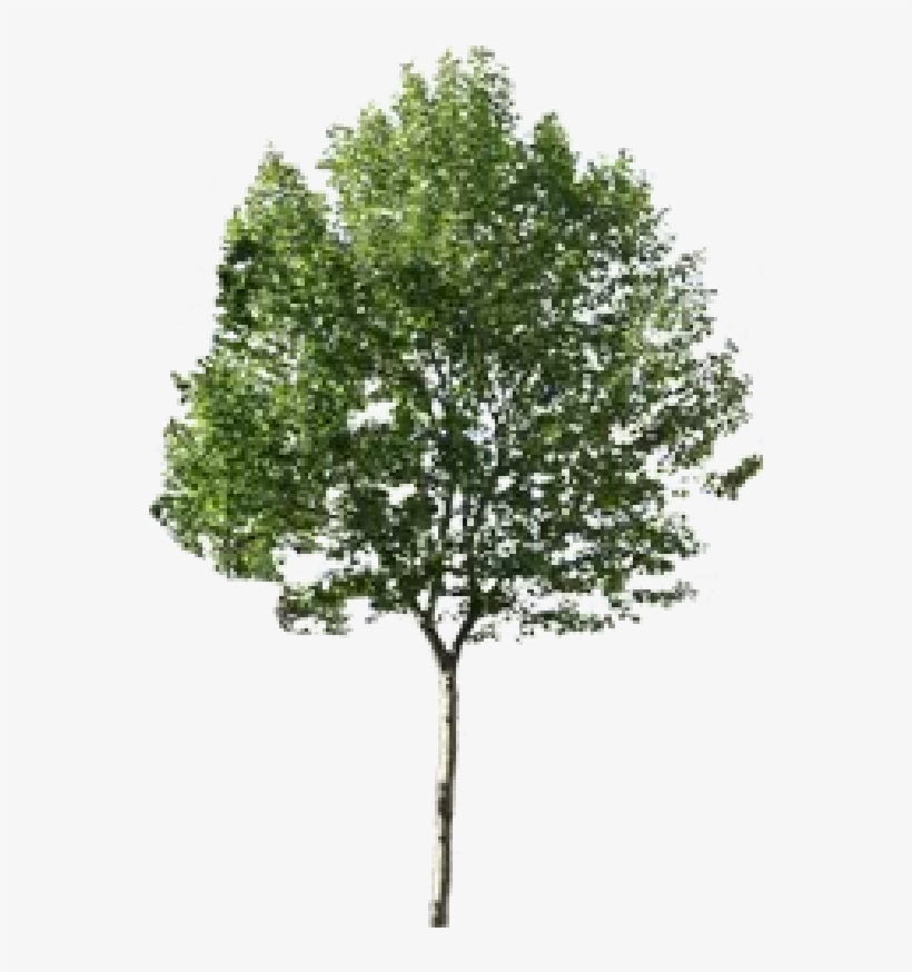 Arbre Sans Feuille, transparent png download