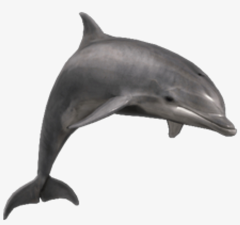 Free Png Dolphin Png Images Transparent - Dolphin Png, transparent png download