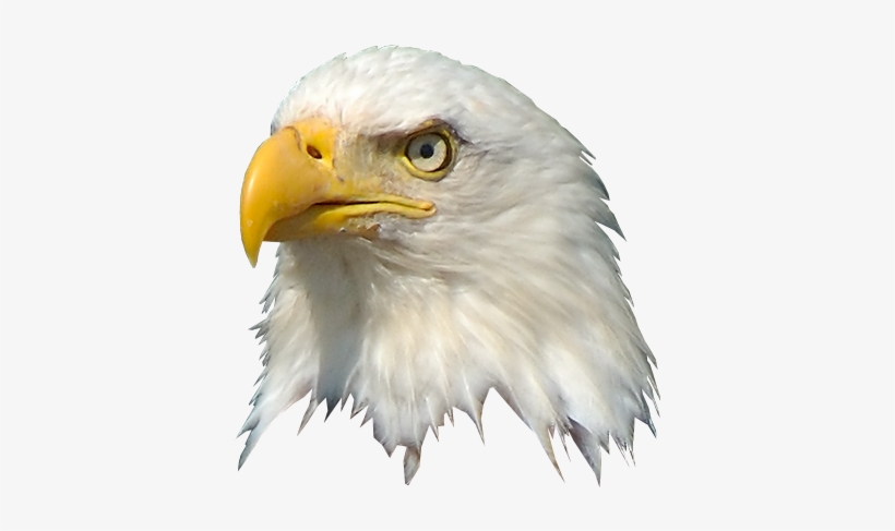 Cartoon Eagle Png Transparent Stock - Wall Decal, transparent png download