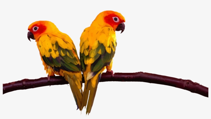 Lovebird Budgerigar Cockatoo Conure Two Parrots On - Parrot Stands Acrylic Bird Cage Stands Stands Bird, transparent png download