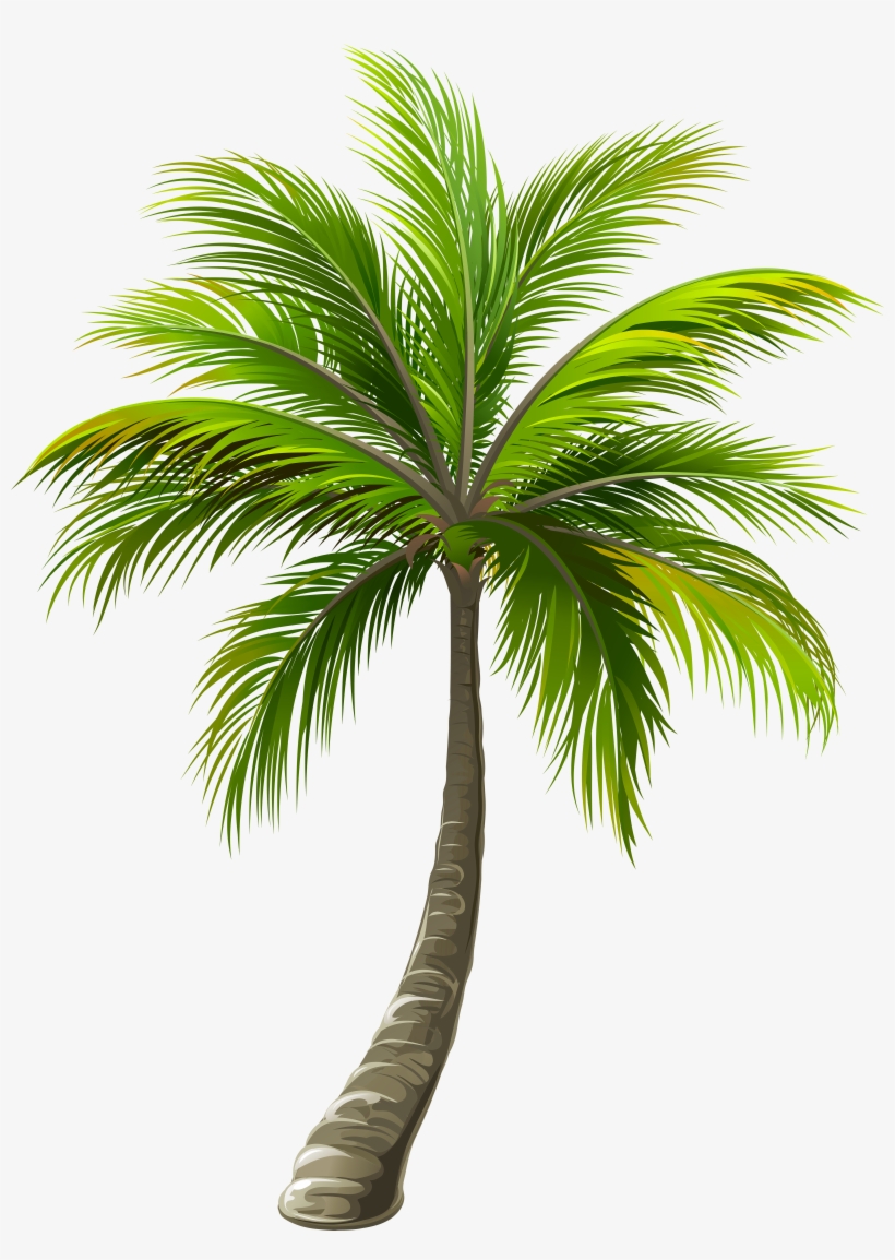 Png Library Download Palm Png Clip Art Image Gallery, transparent png download