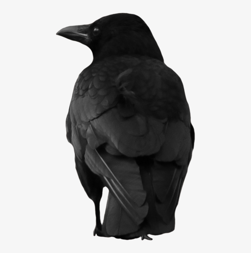 Crow Png Image - Crow Aesthetic Png, transparent png download