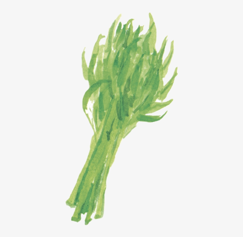 空心菜 Water Spinach - Sea Lettuce, transparent png download