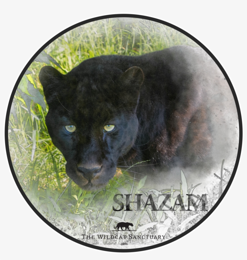 Jaguar, transparent png download