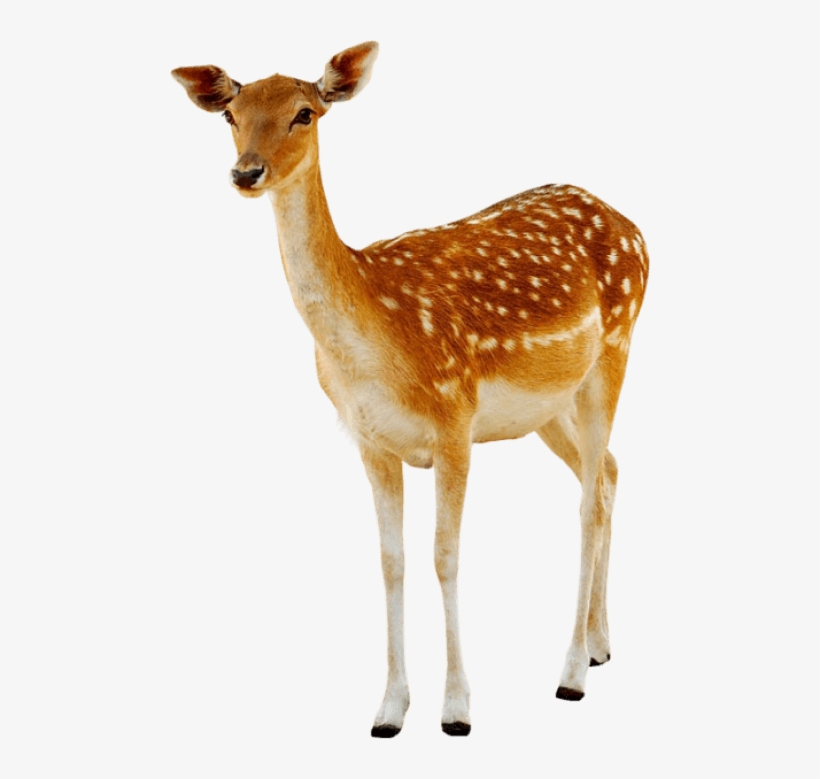 Deer Png, transparent png download