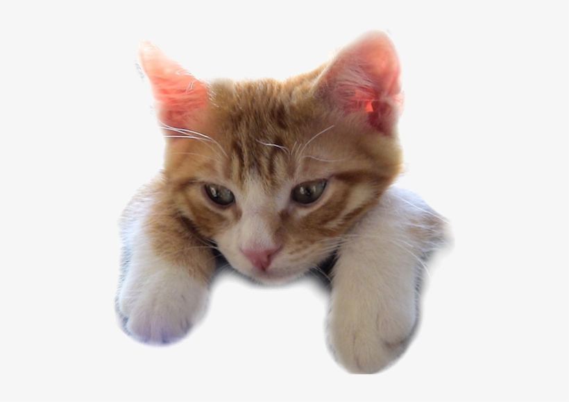 Kitten, transparent png download