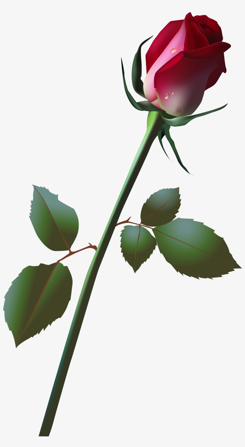 Beautiful Clipart Rose Plant - Rose Bud Png, transparent png download