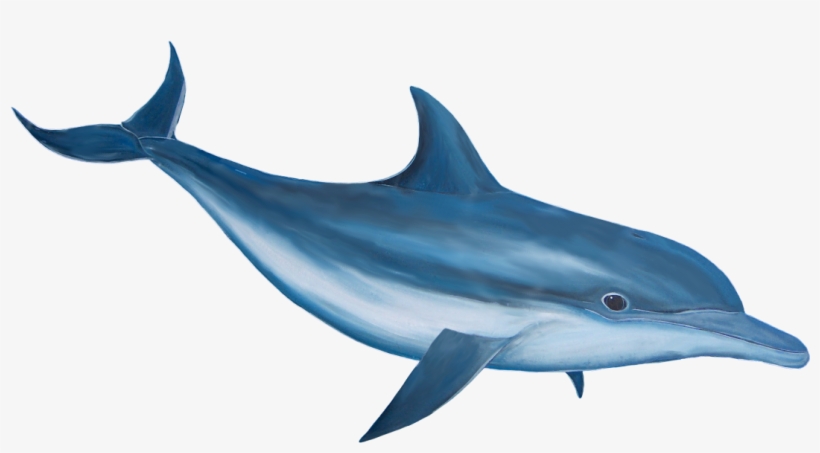 Free Png Dolphin Png Images Transparent - Dolphin Png, transparent png download