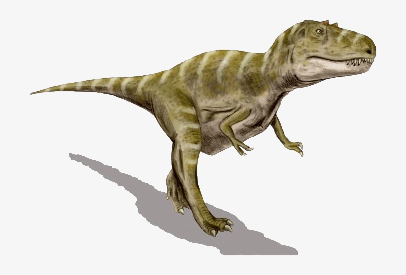 Gorgosaurus Bw Transparent - ゴルゴ サウルス 画像, transparent png download