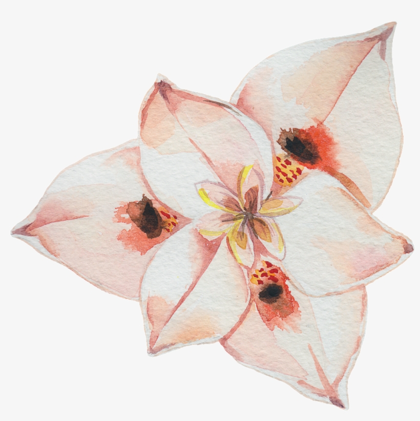 Elegant Flower Transparent Watercolor Decoration - Watercolor Painting, transparent png download
