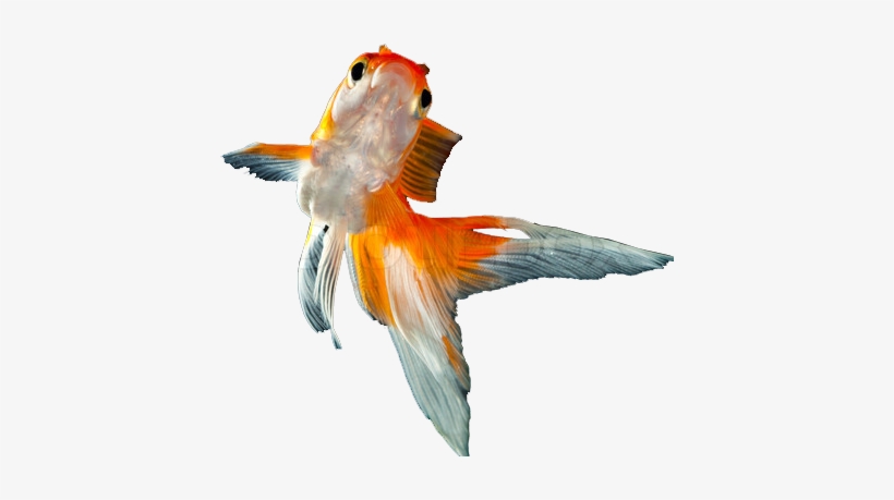 New Goldfish - Gold Fish In Png, transparent png download
