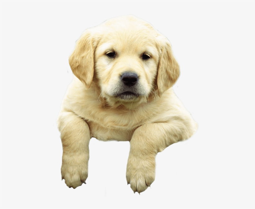 Sad Puppy Png - Successful Pet Sitting - Pet Minding For Profit, transparent png download