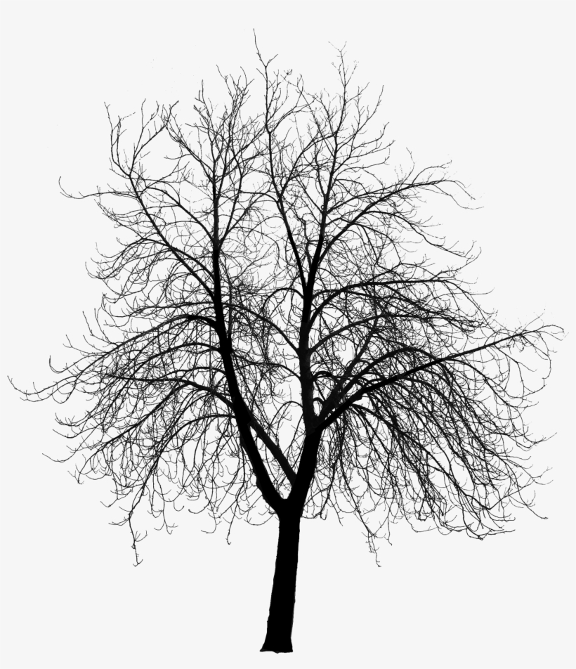 Freeuse Library Dead Dried Free On Dumielauxepices - Creepy Tree Silhouette Png, transparent png download