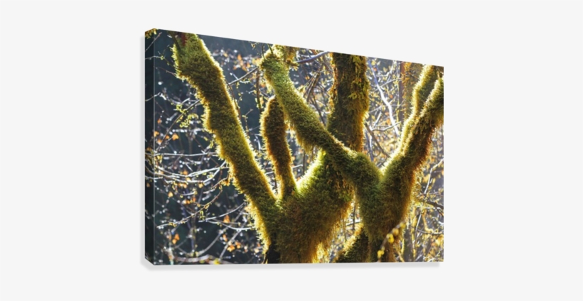 Rain Forest Sparkles Canvas Print - Visual Arts, transparent png download