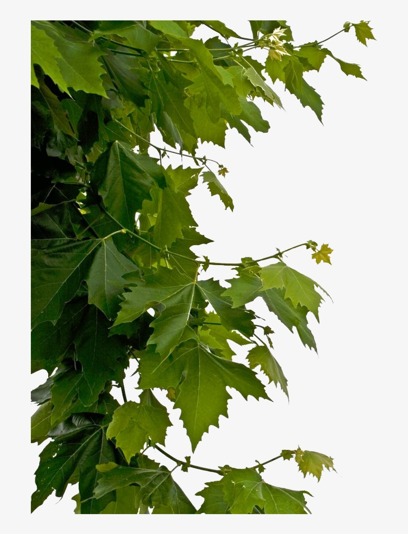 Leaves Png - Leaves Transparent, transparent png download