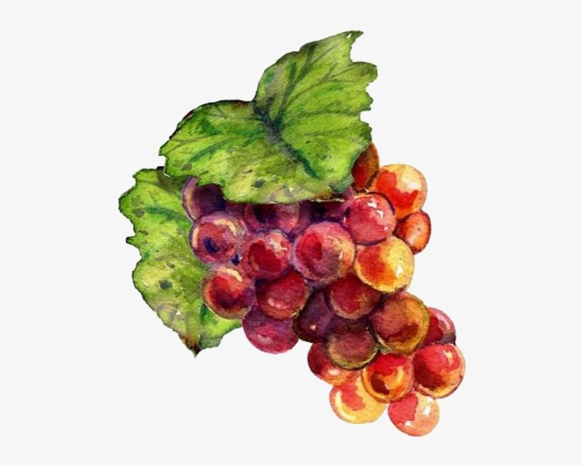 Wine Grape Drawing Raceme Painting - Grape Wine Drawing Png, transparent png download